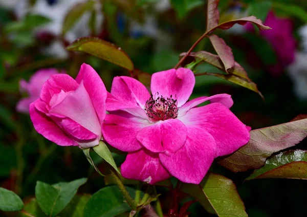 Ένα Κοντινό Πλάνο Τριαντάφυλλα Ανθισμένα Έναν Κήπο — Φωτογραφία Αρχείου