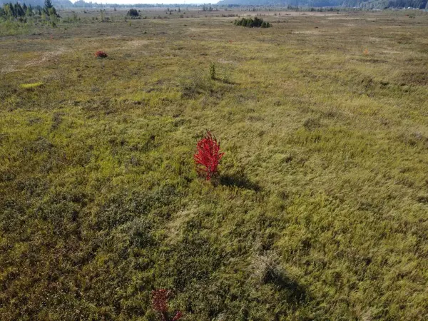Una Vista Aerea Del Campo Verde Con Cespuglio Rosso Crescente — Foto Stock