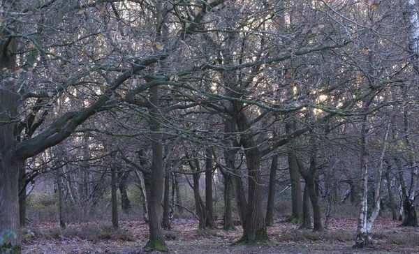 Μια Όμορφη Θέα Του Πάρκου Sutton Συλλαμβάνονται Κατά Διάρκεια Της — Φωτογραφία Αρχείου