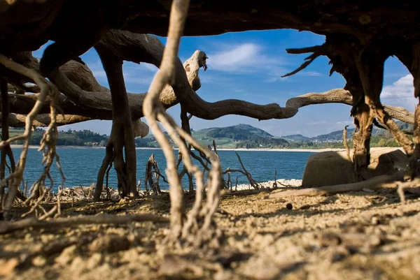 Sea View Old Wilted Tree Roots Beach Sunny Day — Stock Photo, Image