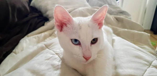 Tuhaf Gözlü Beyaz Khao Manee Kedicik Heterokromlu Kedi — Stok fotoğraf