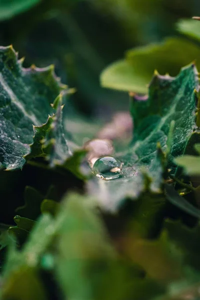 Macro Shot Water Drop Green Leaf — Stock Photo, Image