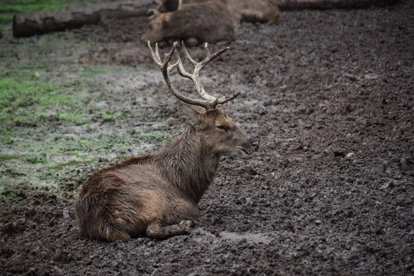 平平静静躺在地上的毛茸茸的鹿的侧视图 — 图库照片