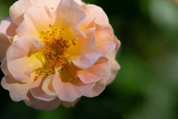 Close Uma Rosa Rosa Buff Beleza Flor Com Borrão Fundo — Fotografia de Stock