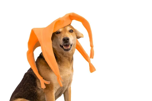 Портрет Собаки Оранжевой Четырехконечной Шляпой Арлекина Белом Фоне — стоковое фото