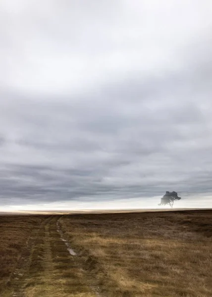 Kuzey Yorkshire Bozkırındaki Egton Bulutlu Bir Günde Yalnız Bir Ağacın — Stok fotoğraf