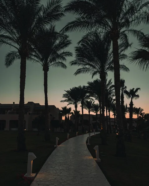由棕榈树的轮廓环绕的人行道上的一个垂直截图 背景是夕阳 — 图库照片