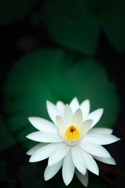 Vertical Shot Water Lily Flower — Stock Photo, Image