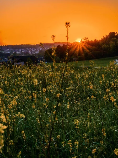 Een Prachtig Shot Van Een Bloemenveld Een Zonnige Dag Zwitserland — Stockfoto