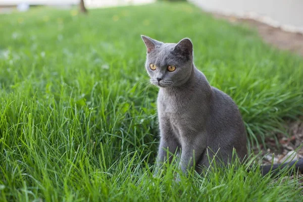 Krásný Výhled Šedou Kočku Žlutýma Očima Zahradě — Stock fotografie