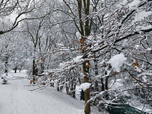 Una Hermosa Vista Árboles Cubiertos Nieve Bosque Frío Día Invierno — Foto de Stock