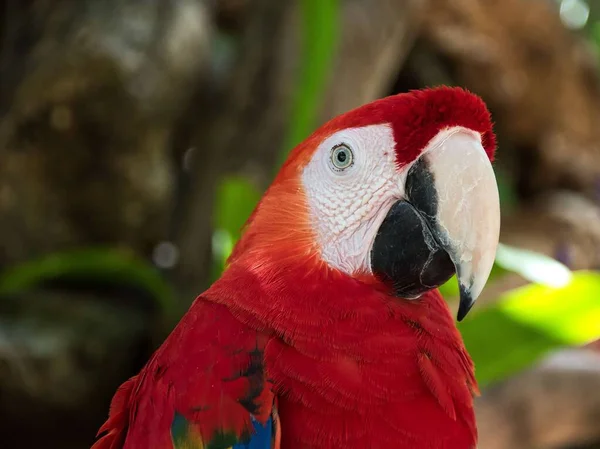 Close Papagaio Macaúba Colorido Ara Macao Com Árvores Fundo Desfocado — Fotografia de Stock