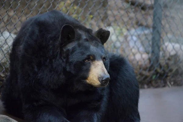 Крупный План Черного Медведя Зоопарке — стоковое фото