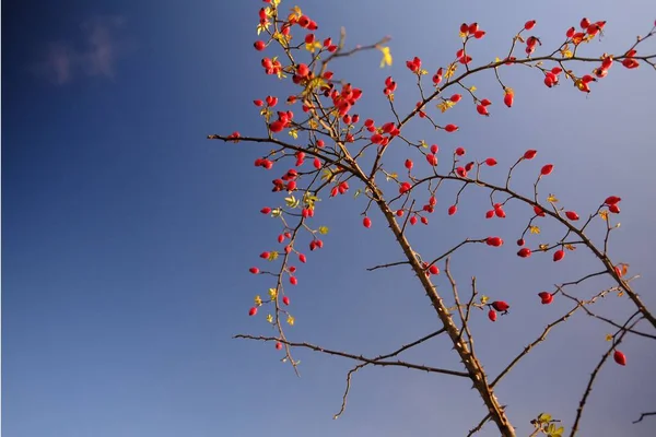 Plan Rapproché Cynorrhodons Poussant Sur Des Branches Arbres Avec Fond — Photo