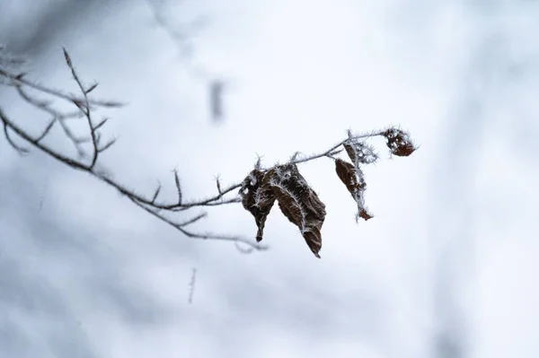 冬の間に乾燥した木の葉に氷の霜の浅い焦点ショット — ストック写真