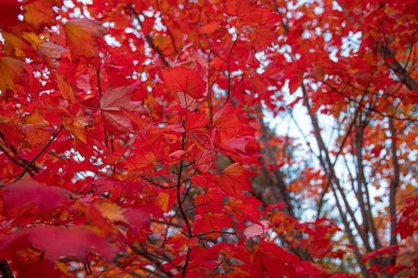 Tiro Close Folhas Vermelhas Encontradas Crescendo Ramo Uma Árvore Durante — Fotografia de Stock