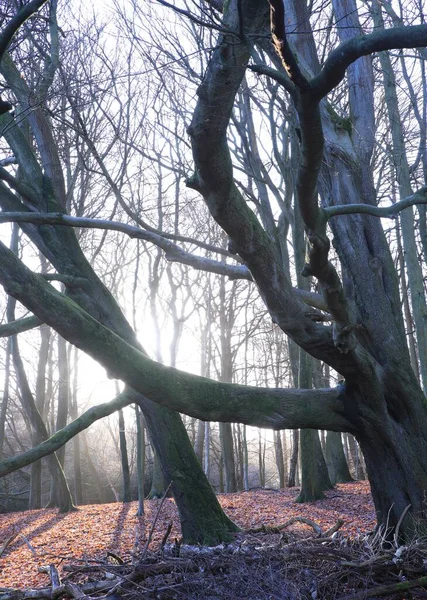 Ένα Δάσος Πυκνά Δέντρα — Φωτογραφία Αρχείου