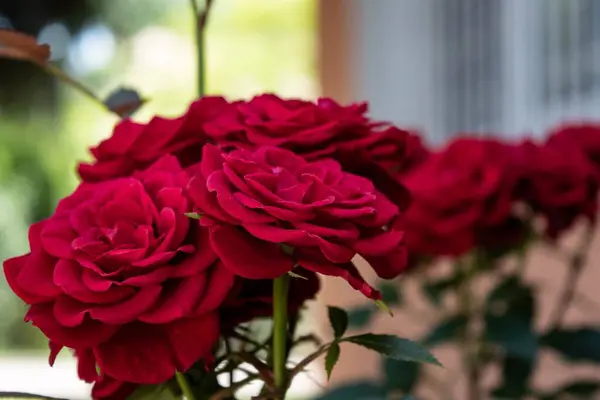 Ένα Κοντινό Πλάνο Έντονα Κόκκινα Τριαντάφυλλα Ένα Βάζο — Φωτογραφία Αρχείου