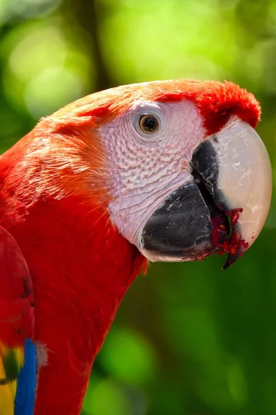 Függőleges Felvétel Egy Színes Makaó Papagájról Ara Macao Fákkal Homályos — Stock Fotó