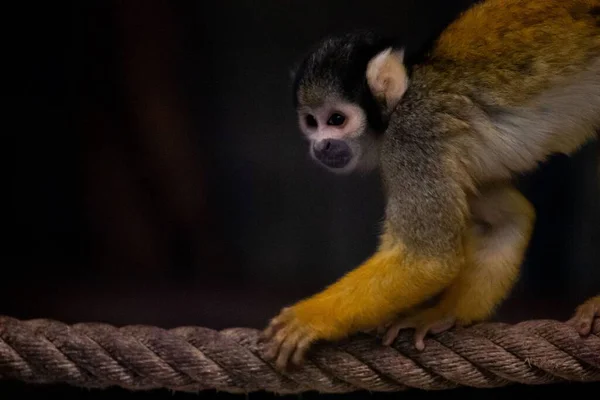 Eine Nahaufnahme Eines Niedlichen Eichhörnchen Affen Auf Einem Seil Mit — Stockfoto