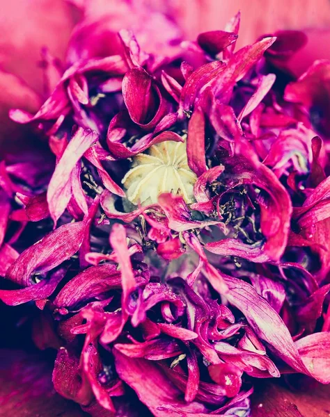 Macroplano Vertical Del Centro Una Flor Roja — Foto de Stock