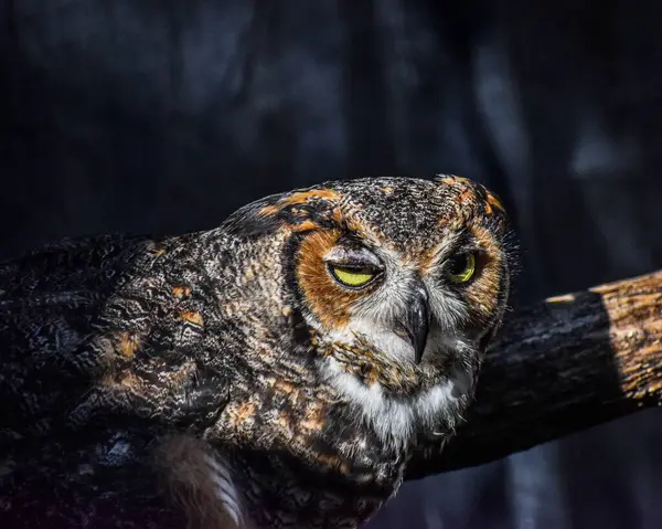 Closeup Owl Perched Tree Sunny Day — Stock Photo, Image