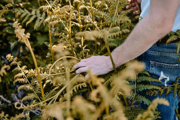 stock image A closeup of Hand of a Caucasian man stroking some bushes as he walks through them