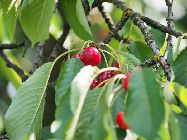 Cseresznyefa Érett Bogyókkal Zöld Levelekkel — Stock Fotó