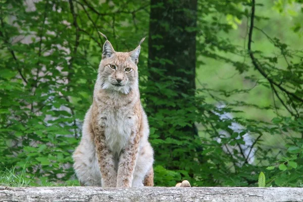 Een Majestueuze Euraziatische Lynx Een Eeuwig Groen Bos Overdag — Stockfoto