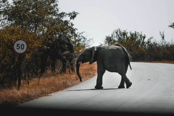晴れた日に通りを横切るアフリカのブッシュゾウの美しいショット — ストック写真