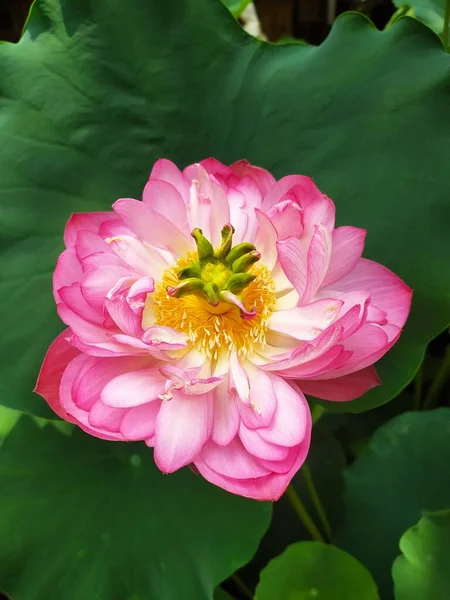 Ένα Κάθετο Κοντινό Πλάνο Από Ροζ Ιερά Άνθη Λωτού Καταπράσινα — Φωτογραφία Αρχείου