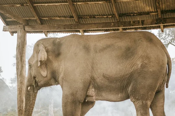 Elefante Que Cría Chitwan Nepal — Foto de Stock