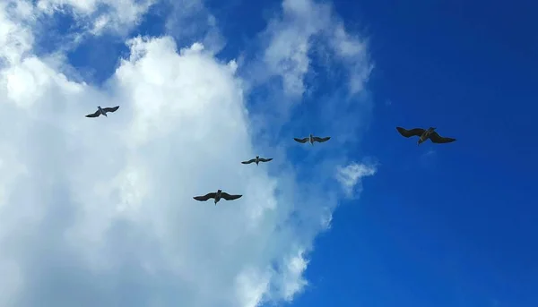 Piękny Widok Ptaków Lecących Błękitne Niebo Chmurami — Zdjęcie stockowe
