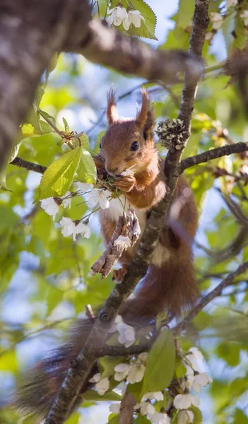 Eine Vertikale Nahaufnahme Eines Entzückenden Eichhörnchens Auf Einem Kirschblütenbaum — Stockfoto
