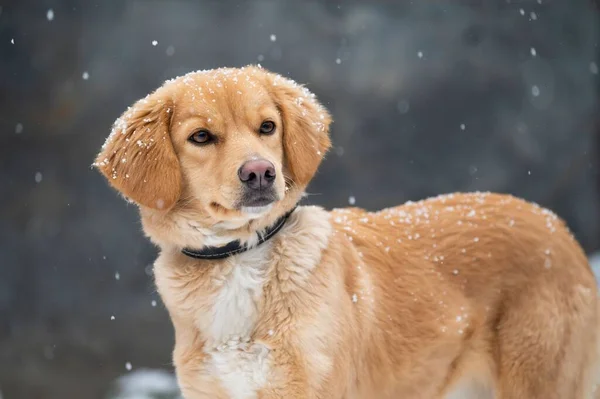 Portrait Golden Retriever Dog Snow — Stock Photo, Image
