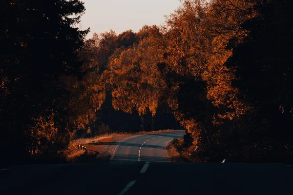 Autostrada Idąca Przez Gęstą Roślinność Zapadającym Słońcem — Zdjęcie stockowe