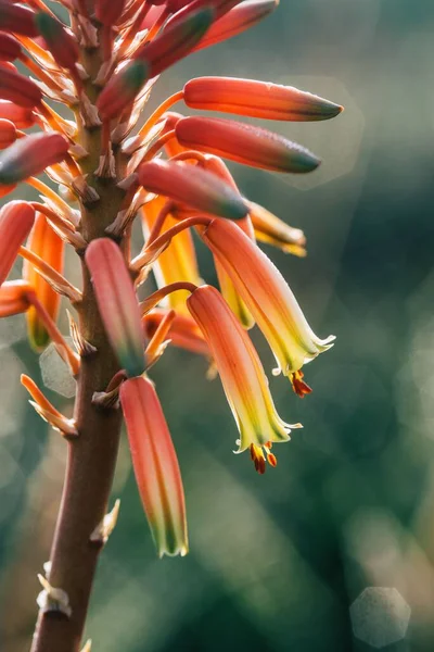 Güneşli Bir Günde Bahçede Büyüyen Aloe Vera Çiçeğinin Dikey Yakın — Stok fotoğraf