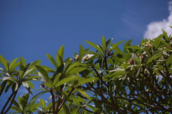 Nízký Úhel Zelených Listů Kvetoucí Rostliny Proti Modré Obloze — Stock fotografie