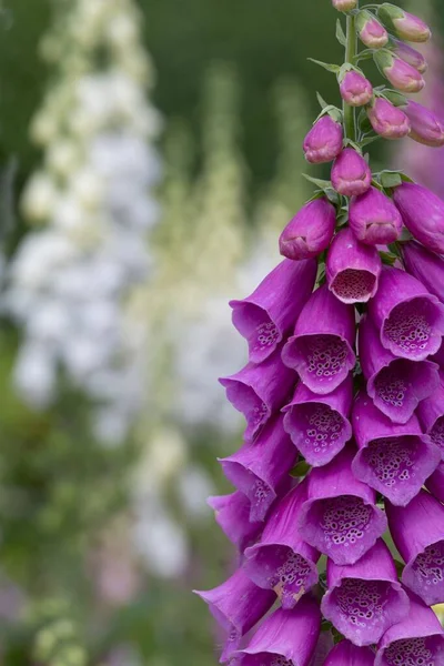 Eine Vertikale Aufnahme Einer Foxgloves Blume — Stockfoto