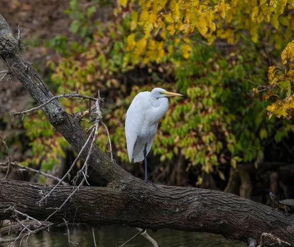 Біла Східна Чапля Великого Чапля Сидить Дереві Озері — стокове фото