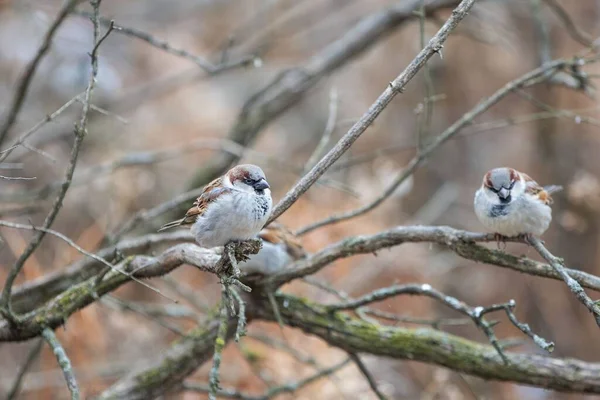 一只可爱的小麻雀坐在森林的干树枝上的特写镜头 — 图库照片