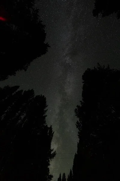 Eine Flache Baumsilhouette Gegen Den Sternenhimmel Bei Nacht — Stockfoto