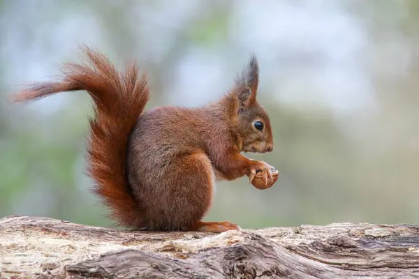 Closeup Shot Red Squirrel Furry Tail Sitting Trunk Holding Nut — Stock Photo, Image
