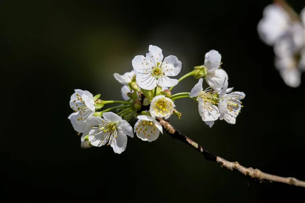 Macro Shot White Flowers Branch Plum Tree Isolated Background — Stock Photo, Image