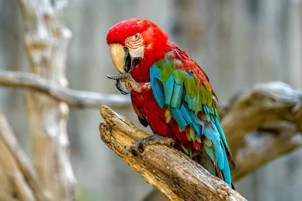 Крупный План Красного Зеленого Разноцветного Попугая Ара Сидящего Ветке Дерева — стоковое фото