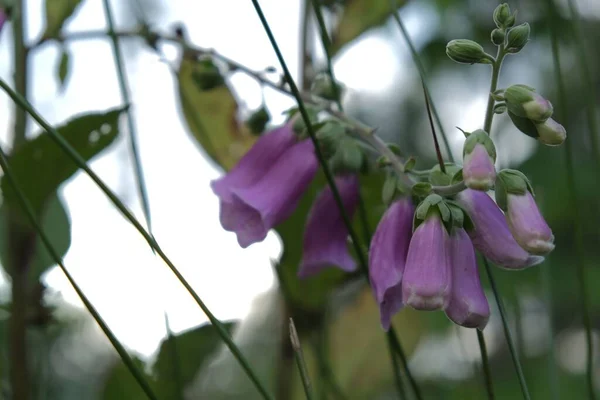 紫色の鐘の花の選択的な焦点 — ストック写真