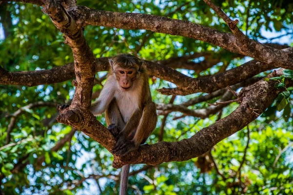 스리랑카의 나뭇가지에 원숭이 — 스톡 사진
