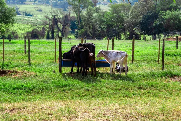 Een Prachtig Uitzicht Koeien Die Grazen Weide — Stockfoto