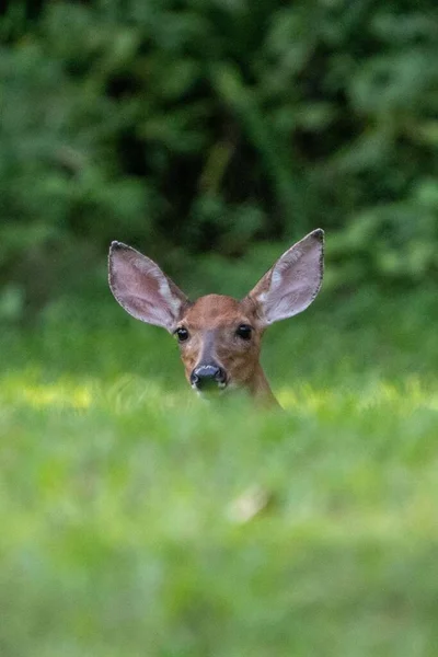 森林中一头鹿的垂直镜头 — 图库照片