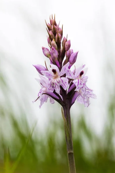 Plan Vertical Une Orchidée Tachetée Commune Dans Réserve Naturelle Morgans — Photo